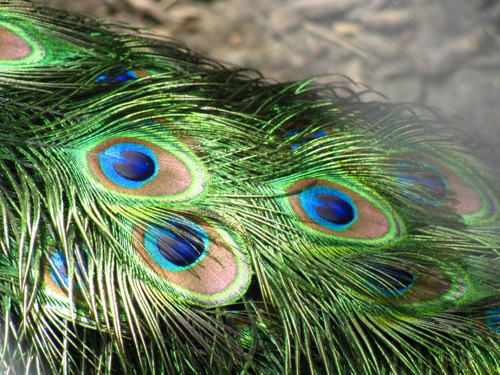 bulk peacock feathers