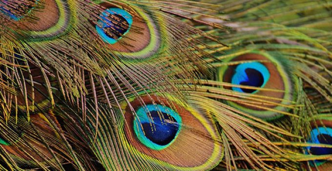 bulk peacock feathers